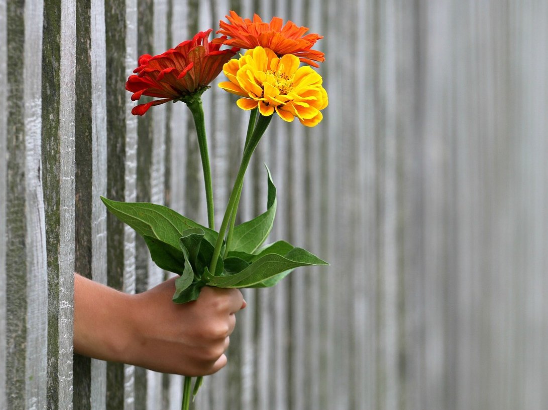 Eine Hand steckt Blumen durch einen Zaun